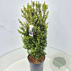 Ilex crenata 'Caroline Upright' 70-80 cm 10L