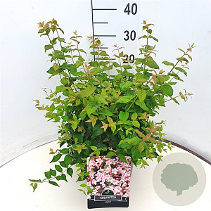 Kolkwitzia amabilis 40-50 cm 10L