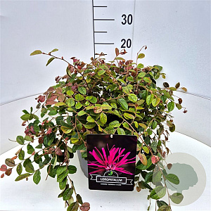 Loropetalum c. 'Daybreak's Flame 35-40 cm 10L