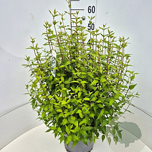 Philadelphus 'Lemoinei' 50-60 cm 20L
