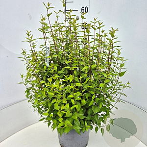 Philadelphus 'Lemoinei' 50-60 cm 20L