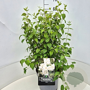 Philadelphus 'Virginal' 60-70 cm 10L