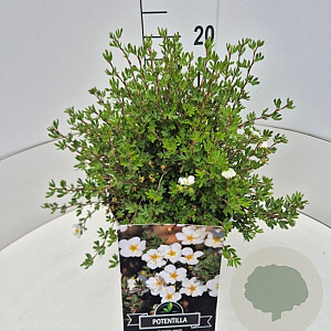 Potentilla f. 'Abbotswood' 30 cm 10L