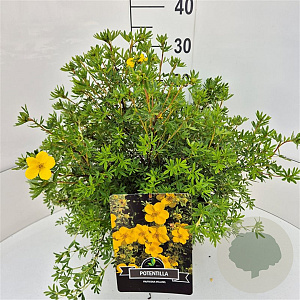 Potentilla f. 'Goldfinger' 30 cm 10L