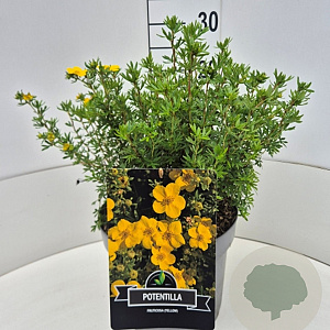 Potentilla f. 'Goldfinger' 30 cm 10L