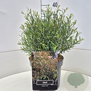 Salix purpurea 'Nana' 30-40 cm 10L