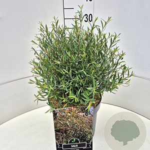 Salix purpurea 'Nana' 30-40 cm 10L
