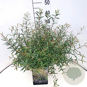 Salix purpurea 'Nana' 30-40 cm 10L