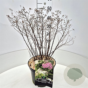 Spiraea jap. 'Genpei' 40-50 cm 10L