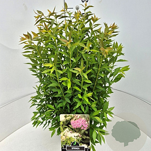 Spiraea jap. 'Genpei' 40-50 cm 10L