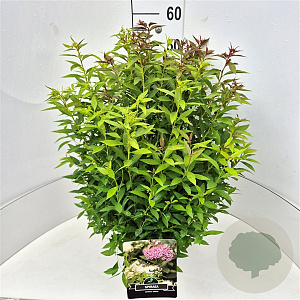Spiraea jap. 'Genpei' 40-50 cm 10L