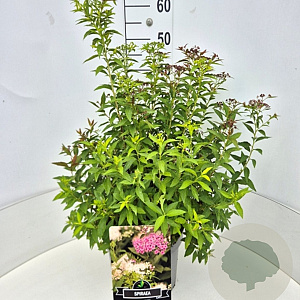Spiraea jap. 'Genpei' 40-50 cm 10L