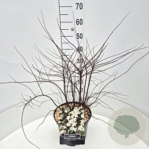 Spiraea nipp. 'Snowmound' 40-60 cm 10L