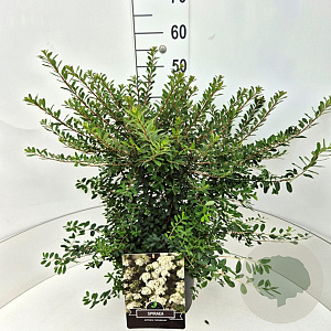 Spiraea nipp. 'Snowmound' 40-60 cm 10L