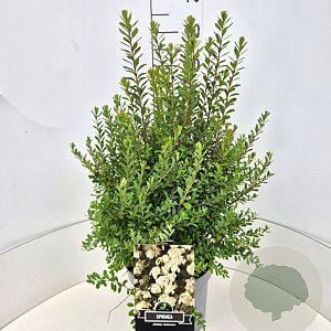 Spiraea nipp. 'Snowmound' 40-60 cm 10L