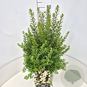 Spiraea nipp. 'Snowmound' 40-60 cm 10L