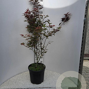 Acer pal. 'Atropurpureum' 80-100 cm 15L najaarspotting