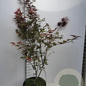 Acer pal. 'Atropurpureum' 80-100 cm 15L najaarspotting