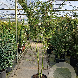 Acer pal. 'Silhouette' 150-175 cm 35L najaarspotting