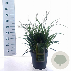 Carex morrowii 'Irish Green' 30-40 cm 6,5L