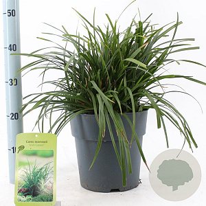 Carex morrowii 'Irish Green' 30-40 cm 6,5L