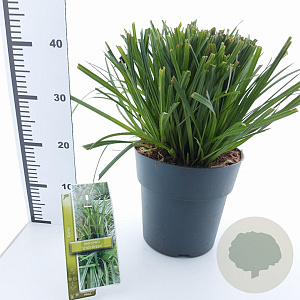 Carex morrowii 'Irish Green' 30-40 cm 6,5L