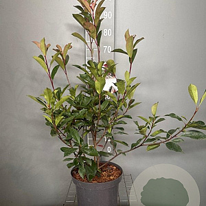 Photinia fraseri 'Red Robin' 80-100 cm 7,5L