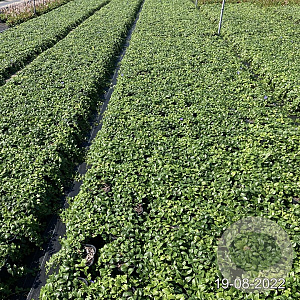 Vinca minor GM 2,0L