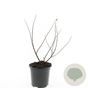 Spiraea betulifolia 'Island' GM C1.3