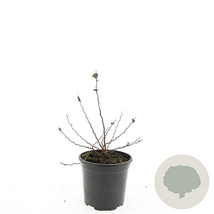 Spiraea betulifolia 'Island' GM C1.3