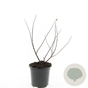 Spiraea betulifolia 'Island' GM C1.3