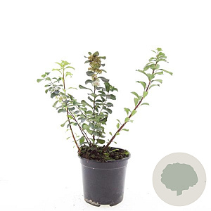 Spiraea betulifolia 'Island' GM C1.3