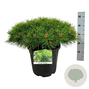 Pinus dens. 'Low Glow' 40-50 cm 15L
