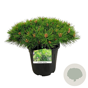 Pinus dens. 'Low Glow' 40-50 cm 15L