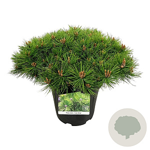 Pinus dens. 'Low Glow' 40-50 cm 15L