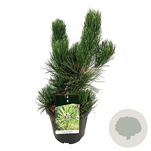 Pinus heldreichii 'Satellit' 50-60 cm 15L
