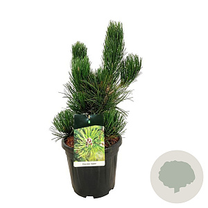 Pinus heldreichii 'Satellit' 50-60 cm 15L