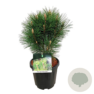 Pinus nigra 'Green Tower' 50-60 cm 15L