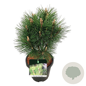 Pinus nigra 'Green Tower' 50-60 cm 15L