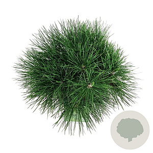 Pinus nigra 'Spielberg' 30-40 cm 15L
