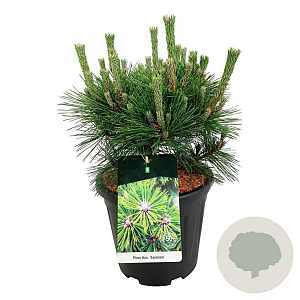 Pinus thunbergii 'Sayonara' 30-40 cm 15L
