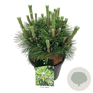 Pinus thunbergii 'Sayonara' 30-40 cm 15L