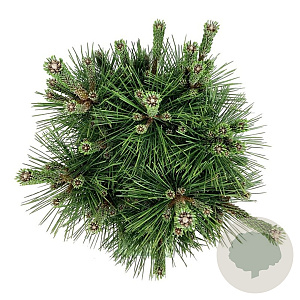 Pinus thunbergii 'Sayonara' 30-40 cm 15L