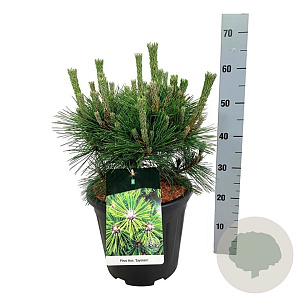 Pinus thunbergii 'Sayonara' 30-40 cm 15L