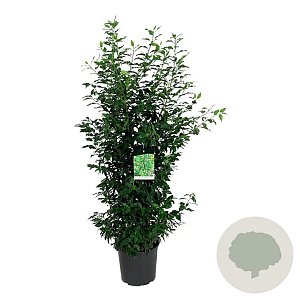 Prunus l. 'Angustifolia' 125-150 cm 15L