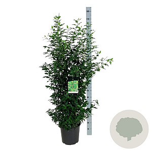 Prunus l. 'Angustifolia' 125-150 cm 15L