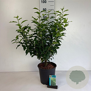 Prunus l. 'Angustifolia' 60-80 cm 6L