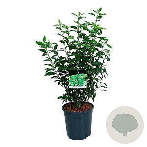 Prunus l. 'Angustifolia' 60-80 cm 6L