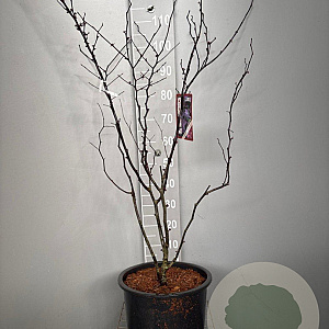 Cercis can. 'Forest Pansy' 100-125 cm 20L