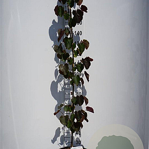 Cercis can. 'Merlot' 150-175 cm 20L